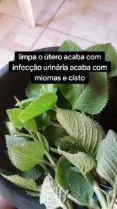 Limpa o útero acaba com infecção urinária acaba com miomas e cisto