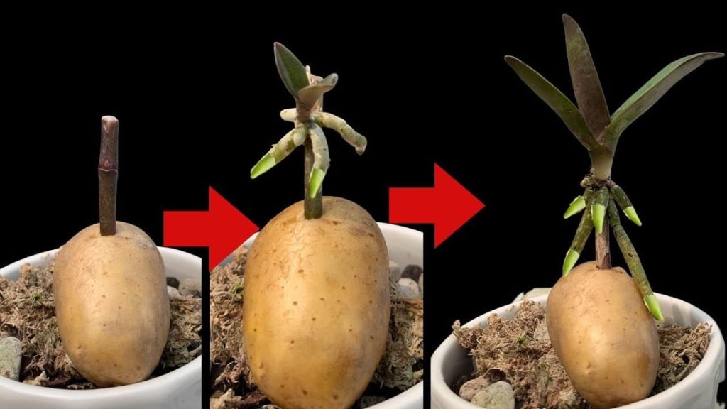 Orquídeas, como propagá-las infinitamente com uma batata – os jardineiros ensinam