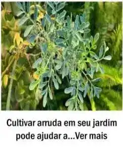Como cultivar arruda em vaso para repelir insetos: guia prático de cultivo e posicionamento
