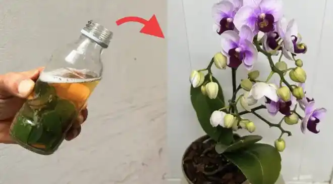 Como recuperar raízes de orquídeas secas com água oxigenada: passo a passo seguro