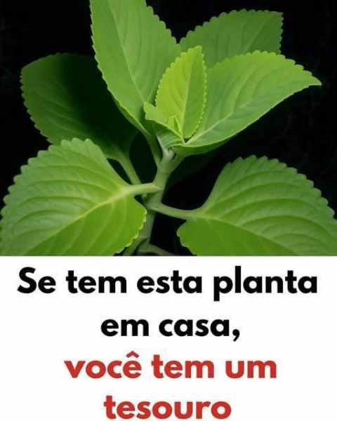 Essa Planta em Casa Tem um Tesouro