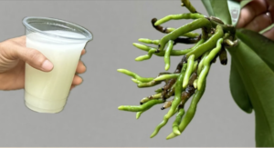 Orquídeas: Floração abundante ao regá-las com este ingrediente