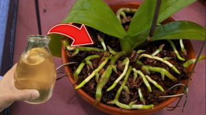 Truque para fazer orquídeas florescerem continuamente