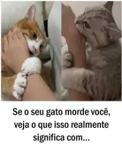 Por que meu gato me morde do nada? Como identificar os sinais e fazê-lo parar