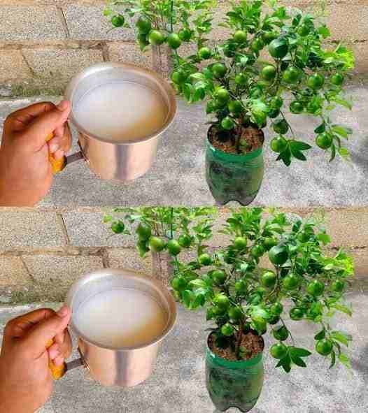 Adubo Orgânico Caseiro Forte: Mistura Simples para Plantas Mais Verdes e Saudáveis