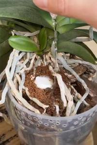 Reviva sua orquídea com este simples truque caseiro e ajude a planta a voltar a ficar bonita