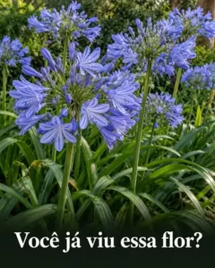 Flores azuis e lilás formando grandes conjuntos em um jardim