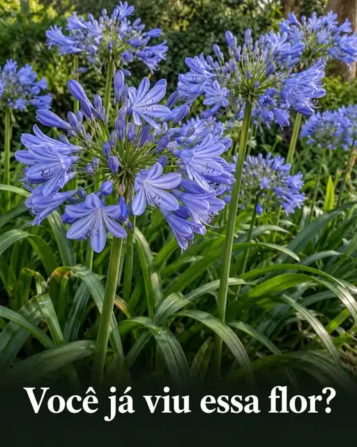 Você Já Viu Essa Flor? Ela Forma Lindas Bolas Azuis no Jardim