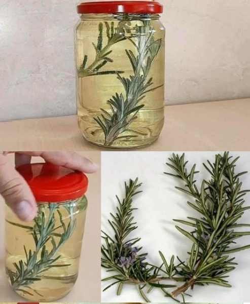 Alecrim no Vinho Branco para Aromatizar Molhos e Assados