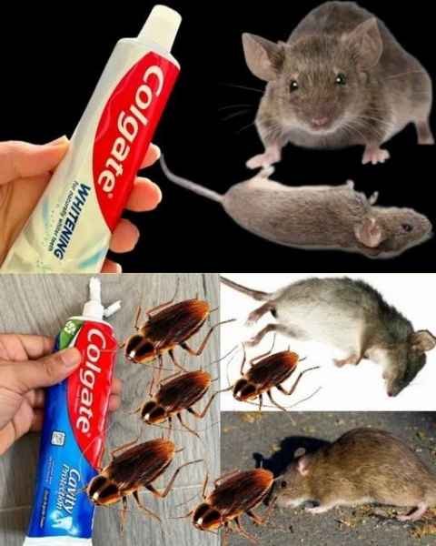 Como Afastar Ratos, Baratas e Formigas com Medidas Seguras em Casa