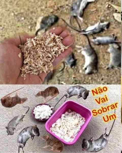 Como Afastar Ratos e Baratas com Cuidados Seguros em Casa pronto para servir