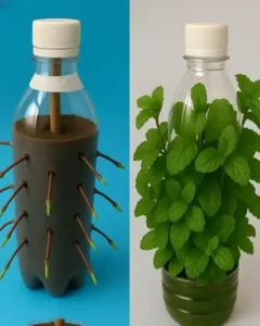 Como cultivar hortelã o ano todo pronto para servir
