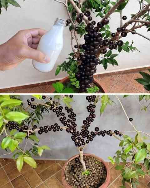 Jabuticabeira: Adubação, Rega e Cuidados para Produzir Bem