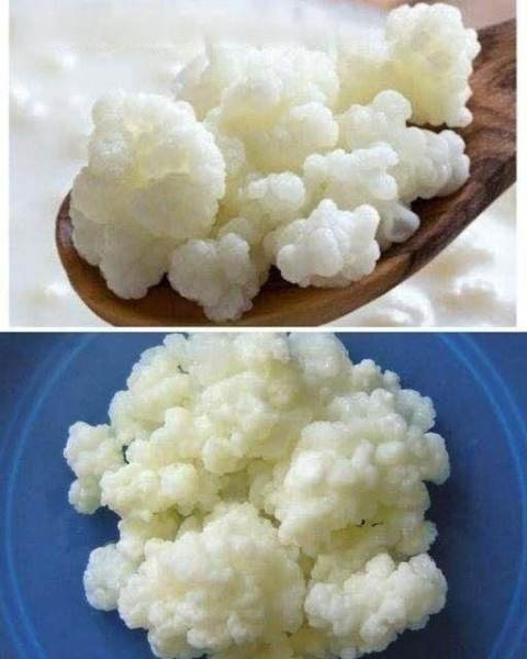 Kefir de Leite: Como Cultivar com Higiene e Segurança