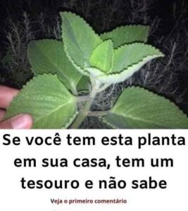 Planta Aromática em Vaso: Como Cuidar com Segurança