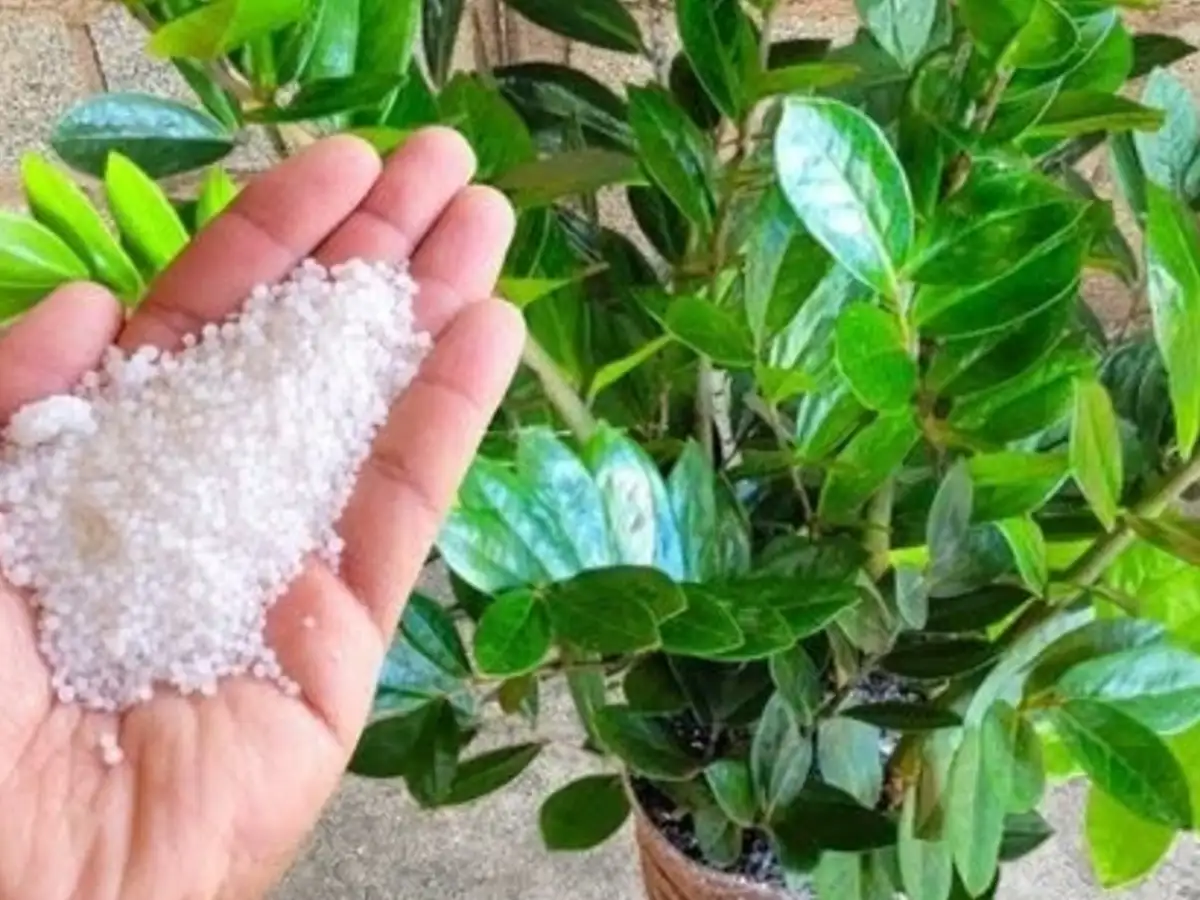 Cuidados para Fortalecer Plantas Fracas com Adubação Suave pronto para servir