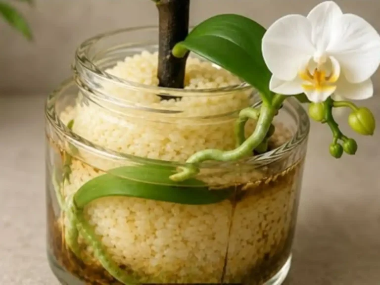 Só arroz! Descubra como estimular brotos nos galhos das orquídeas